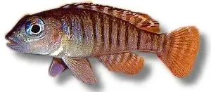 Näsets Ciklidhobby Lamprologus signatus ciklid 4–5 cm