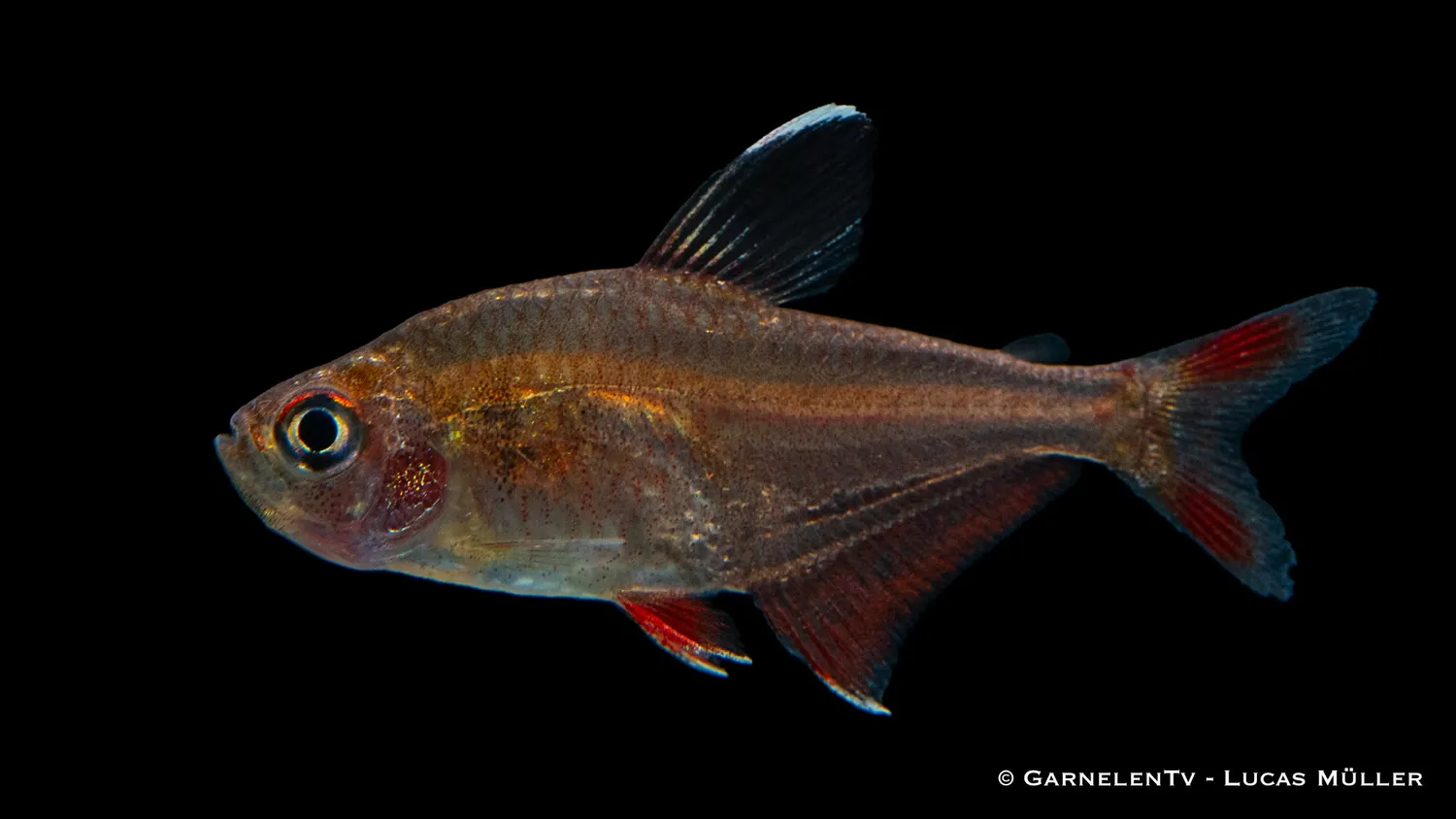 Schmucksalmler Hyphessobrycon bentosi tetra stim 4 cm DNZ