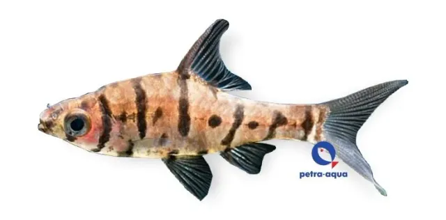 Näsets Ciklidhobby Eirmotus octozona barb 2,5–3 cm randig