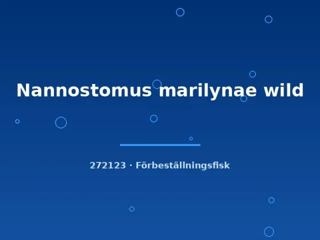 Näsets Ciklidhobby Nannostomus marilynae wild pennfisk lg