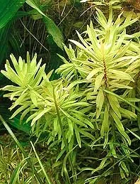 Näsets Ciklidhobby Nesaea pedicellata akvarieväxt kruka