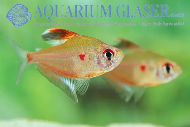 Näsets Ciklidhobby Bleeding Heart Peru tetra md stimfisk