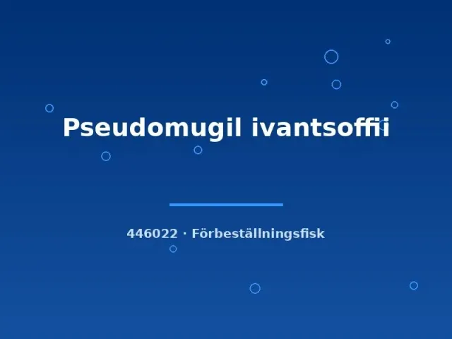 Näsets Ciklidhobby Pseudomugil ivantsoffii blåöga MD