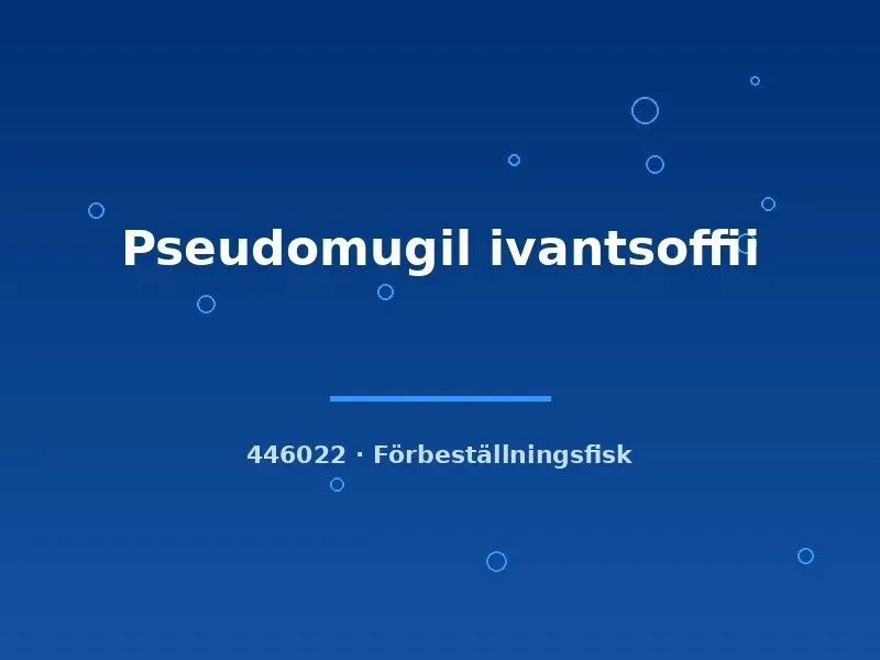 Näsets Ciklidhobby Pseudomugil ivantsoffii blåöga MD