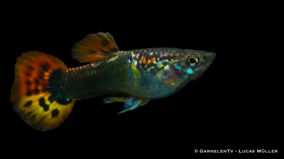 Garnelen TV Dragon Tuxedo guppy hane 3–4 cm