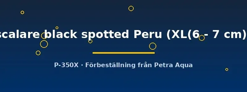 Pterophyllum scalare skalar black spotted Peru XL 6–7 cm