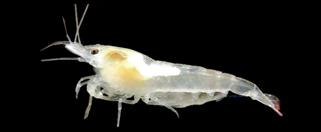 Näsets Ciklidhobby Snowball shrimp akvarieräka vit 1–1,5 cm