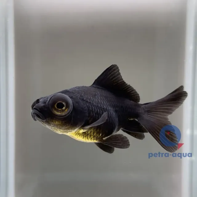 Carassius auratus black telescop guldfisk 9–11 cm svart