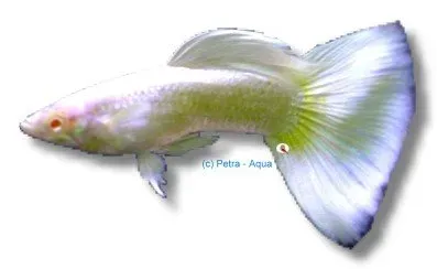 Näsets Ciklidhobby Guppy white platinum albino 3-4 cm