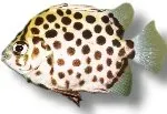 Scatophagus argus spotted scat 1,5–2 cm bräckvatten