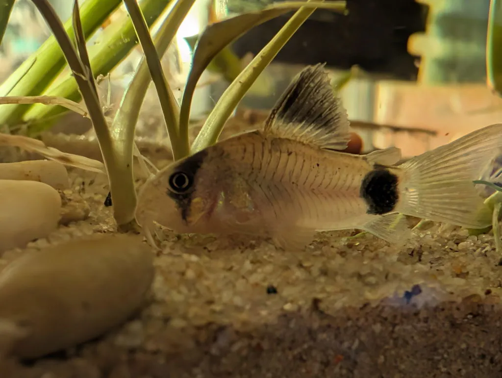 Garnelen TV Panda pansarmal Hoplisoma panda DNZ 4-5 cm