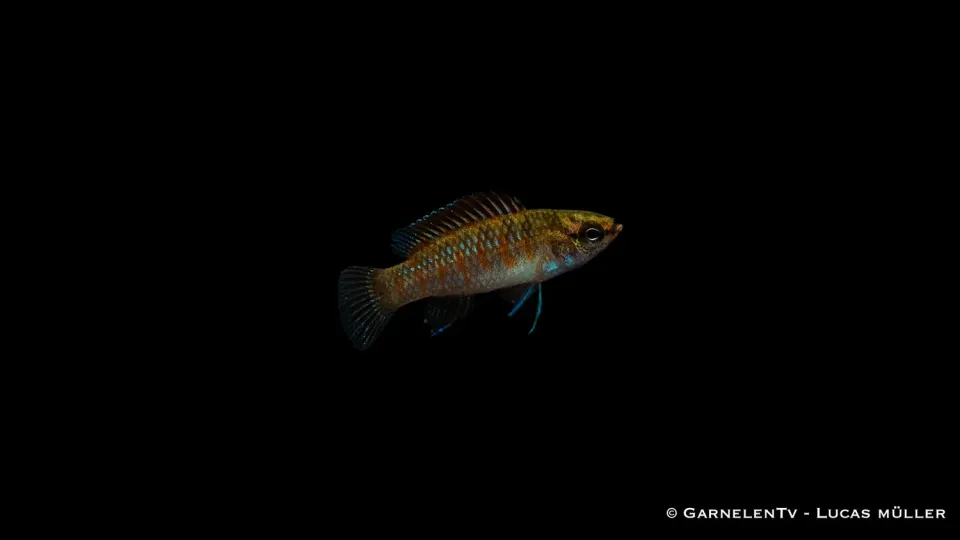 Garnelen TV Dario dario akvariefisk 2,5 cm grupp