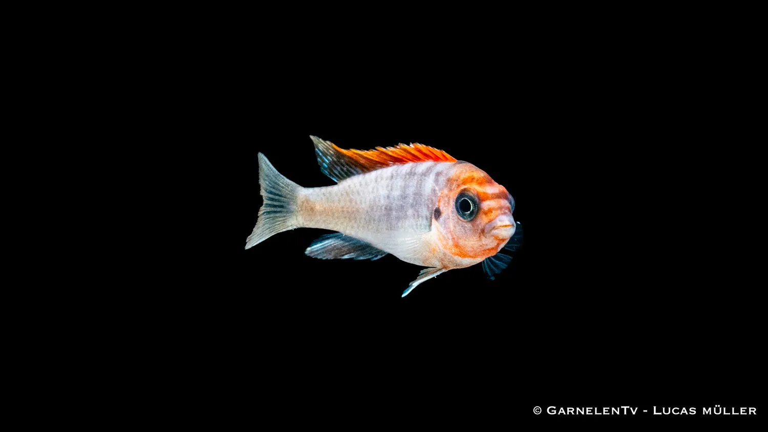 Garnelen TV Labidochromis hongi Red Top ciklid