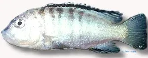Labidochromis Banded Labido ciklid 10–11 cm vit