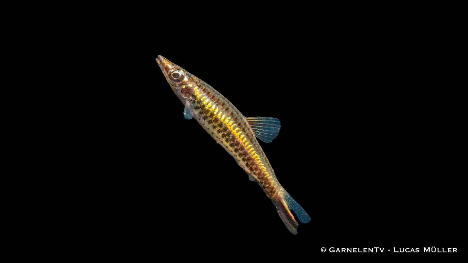 Nannostomus unifasciatus blyertsfisk snedsimare stim
