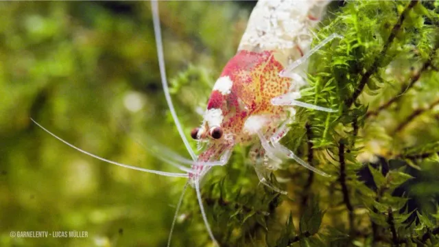 Garnelen TV Spotted Head Bee Red Caridina logemanni K12/K14