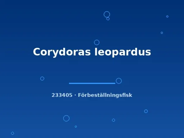 Näsets Ciklidhobby Corydoras leopardus pansarmal lg–xlg fläckig