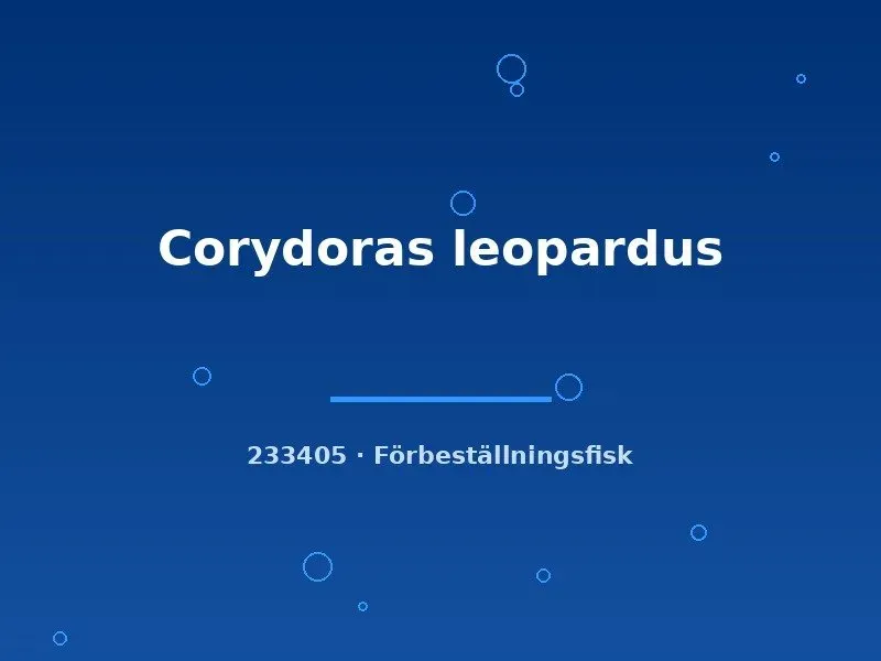 Näsets Ciklidhobby Corydoras leopardus pansarmal lg–xlg fläckig