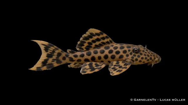 Garnelen TV L124 leopard ancistomus sabaji mal akvariefisk