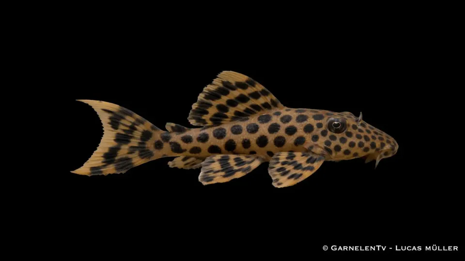 Garnelen TV L124 leopard ancistomus sabaji mal akvariefisk