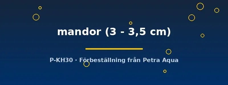 Näsets Ciklidhobby Betta Mandor kampfisk 3–3,5 cm vild