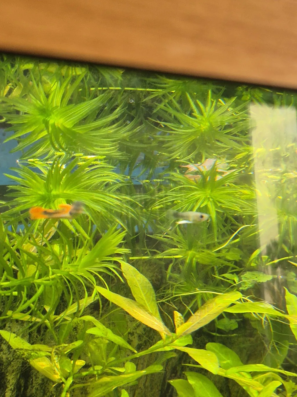 Garnelen TV Endler guppy hane red scarlett akvariefisk