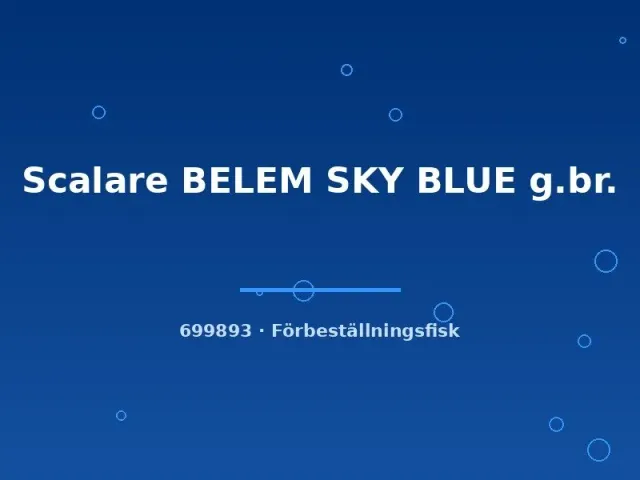 Näsets Ciklidhobby Scalare Belem Sky Blue akvariefisk md-lg