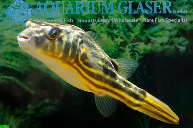 Näsets Ciklidhobby Tetraodon lineatus kulfisk 2 cm