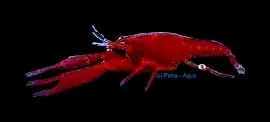 Näsets Ciklidhobby Malboro lobster kräfta 3,5–4 cm röd