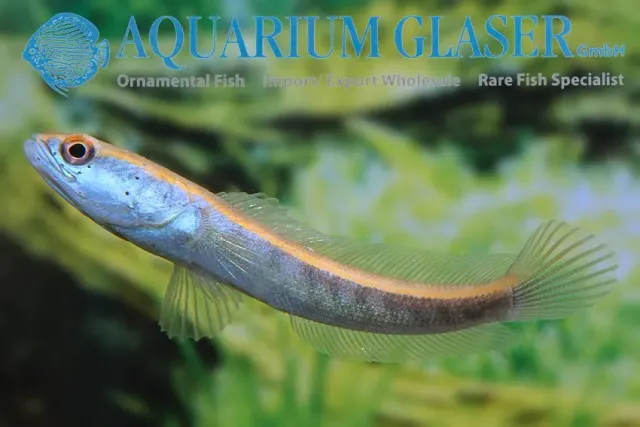 Näsets Ciklidhobby Channa Red Barito rovfisk 10-12 cm