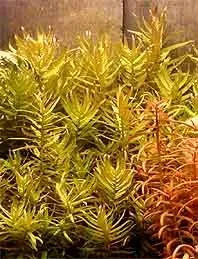 Näsets Ciklidhobby Ammania gracilis akvarieväxt pot röd