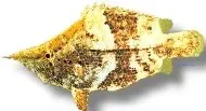 Näsets Ciklidhobby Monocirrhus polyacantus bladfisk 7–8 cm