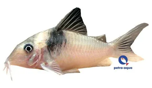 Näsets Corydoras virginae akvariefisk 4–5 cm grupp
