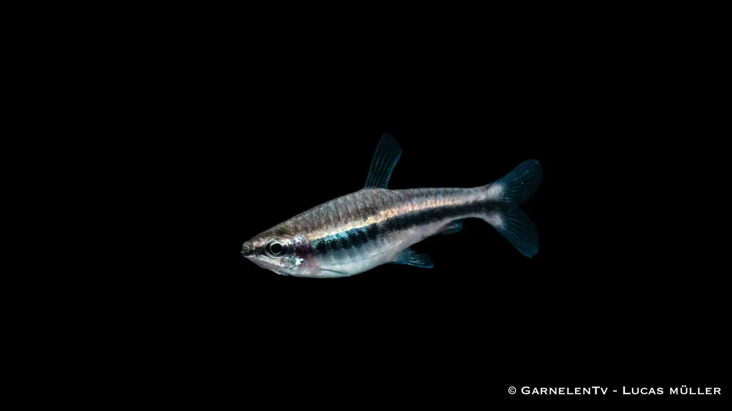 Garnelen TV Nannostomus beckfordi akvariefisk stimfisk