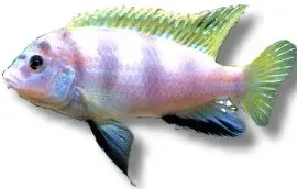 Näsets Ciklidhobby Labidochromis Perlmutt 6-7 cm ciklid 5 st