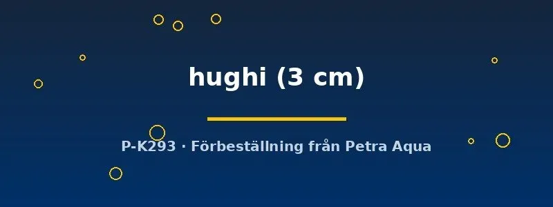 Näsets Ciklidhobby Garra hughi akvariefisk 3 cm algsugare
