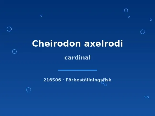 Näsets Ciklidhobby Cardinal Cheirodon axelrodi tetra lg–xlg