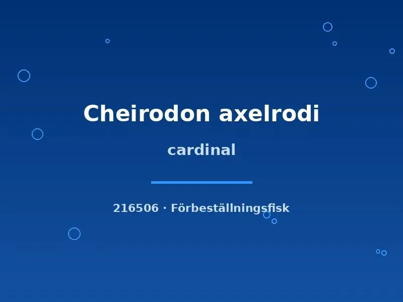 Näsets Ciklidhobby Cardinal Cheirodon axelrodi tetra lg–xlg