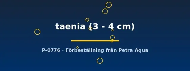 Petra-Aqua Nannacara taenia 3–4 cm dvärgciklid