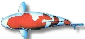 Näsets Ciklidhobby Cyprinus koi kohaku dammfisk 16–18 cm