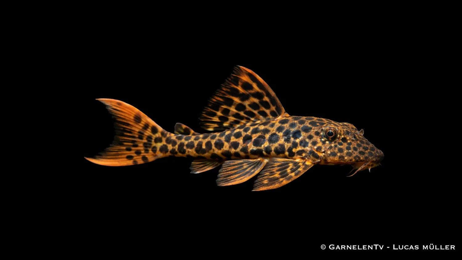 Garnelen TV Pseudacanthicus L114 leopardkaktusmal
