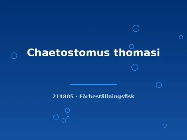 Näsets Ciklidhobby Chaetostomus thomasi mal 5–7 cm