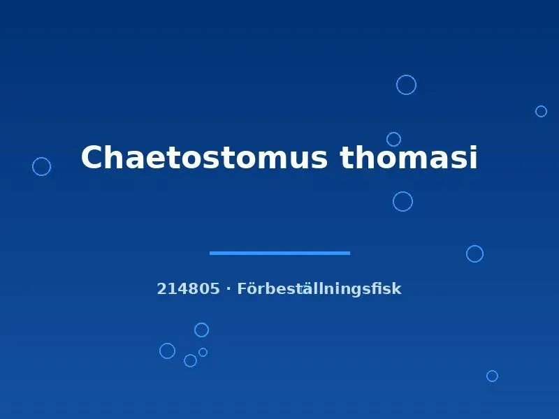 Näsets Ciklidhobby Chaetostomus thomasi mal 5–7 cm