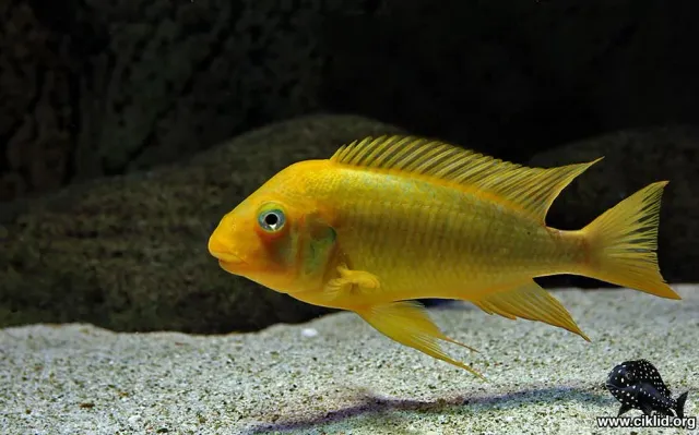 Petrochromis Moshi Yellow ciklid 5-6 cm Tanganyika