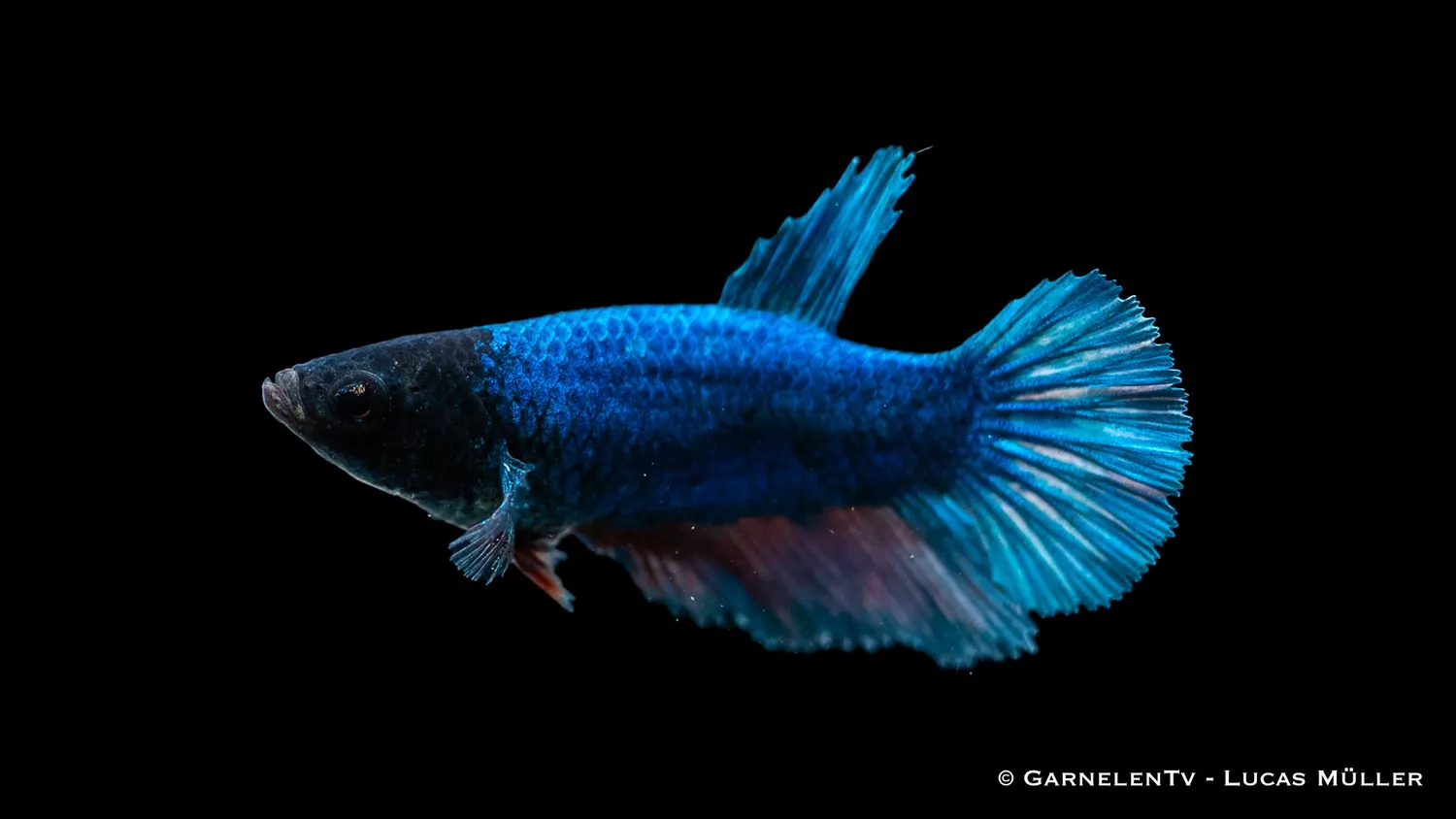 Garnelen TV Halfmoon kampfiskhona Betta splendens färgmix