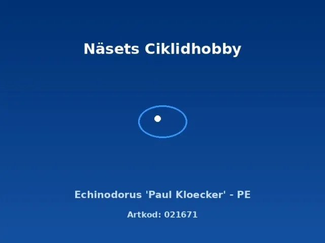 Näsets Ciklidhobby Echinodorus Paul Kloecker akvarieväxt PE