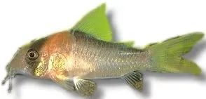 Näsets Ciklidhobby Corydoras adolfoi pansarmal 2,5–3 cm stim