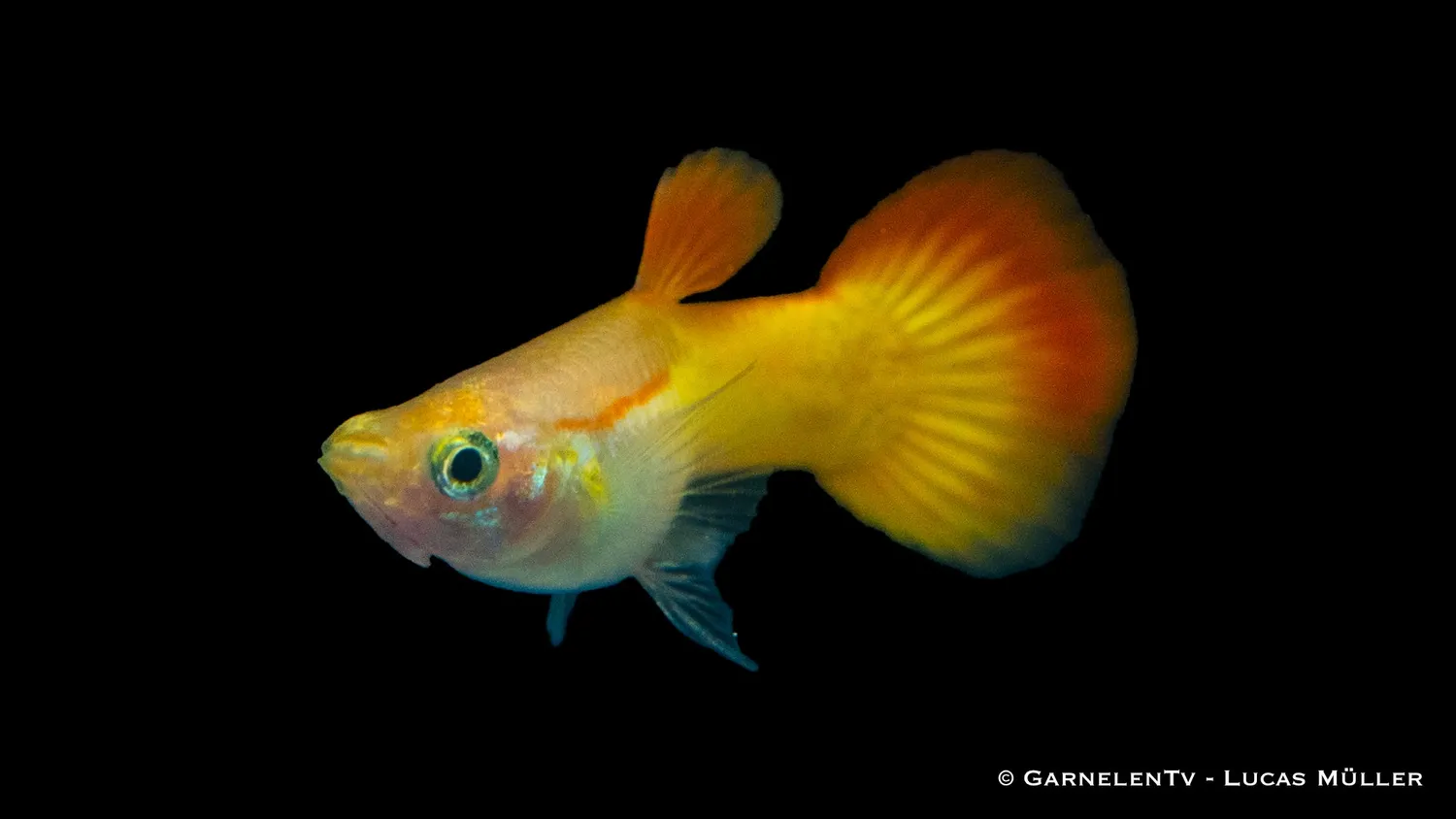 Garnelen TV Flame guppy hane 3–4 cm nybörjarfisk