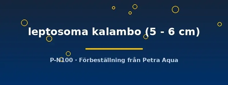 Cyprichromis leptosoma kalambo ciklid 5–6 cm