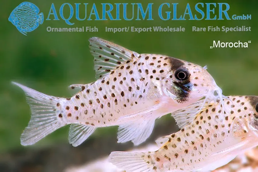 Näsets Ciklidhobby Corydoras Morocha mal xlg bottenfisk